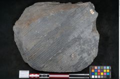 Foto (Objekt + Etikett) von Syringodendron cyclostigma Brongniart (NHMW-GEO-2024-0188-11244)